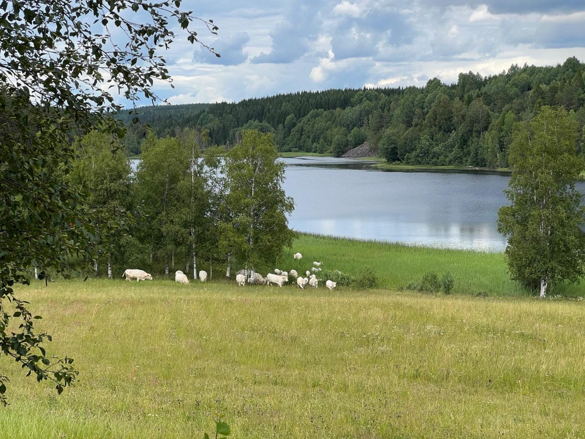 Asen Pension Årjäng Buitenkant foto